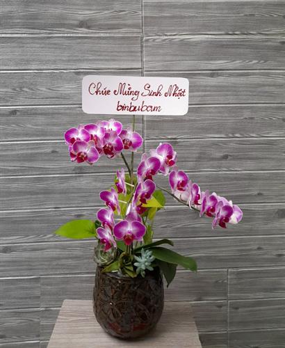 Hoa Lan Để Bàn 00074